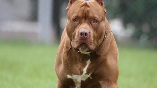 Perro pitbull ataca a una ni&ntilde;a de 4 a&ntilde;os en la zona 5