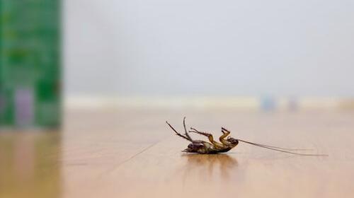 Insecticidas naturales que te ayudar&aacute;n a eliminar cucarachas