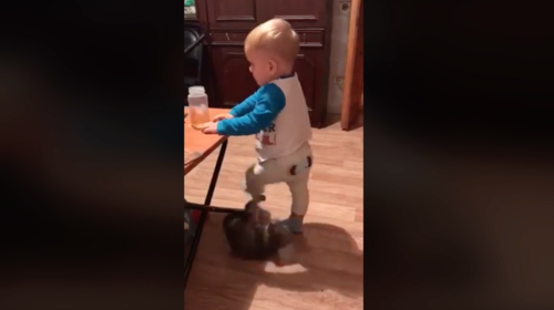 &Eacute;pica pelea entre un beb&eacute; y un peque&ntilde;o gato