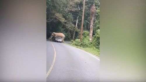 Conductor se salva de ser aplastado por un furioso elefante