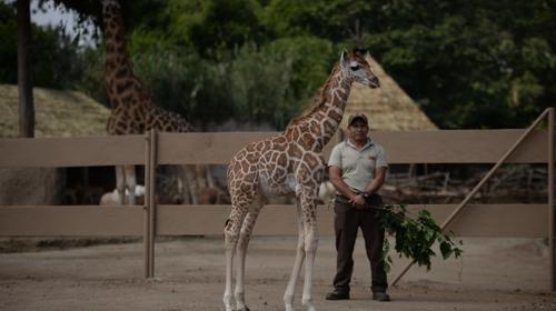 Histórico y milagroso: así nació el "jirafito" de la Aurora