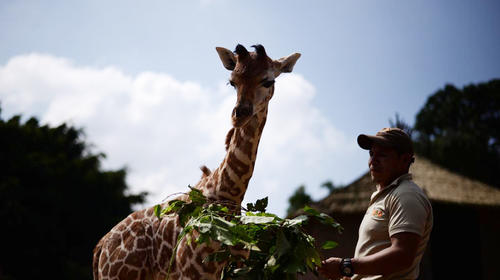Presentan a "Jirafito", el nuevo miembro de Zoológico La Aurora