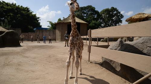 La fotograf&iacute;a de "Jirafito" que enterneci&oacute; a las redes sociales