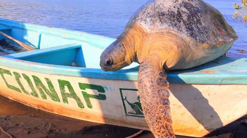 Muere “Hamburguesa”, icónica tortuga negra en Sipacate
