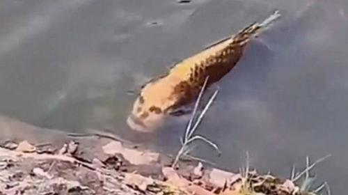 Turistas captan a un pez con rostro humano