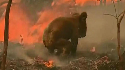 Mujer rescata a un koala de las llamas y conmovi&oacute; al mundo