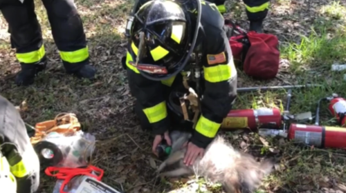 As&iacute; rescataron a una mujer y sus perros de un feroz incendio