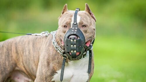 Mujer es atacada por sus propios perros pitbull