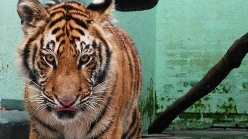 Tigres rescatados de circos de Guatemala son trasladados a EE.UU.
