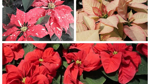 Las pascuas m&aacute;s originales de la temporada 