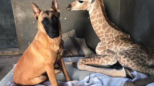 Perro cuida una jirafa beb&eacute; abandonada por su mam&aacute;