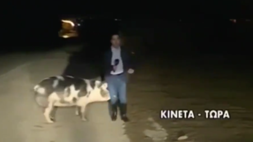 Cerdo muerde a reportero que hac&iacute;a una transmisi&oacute;n en directo