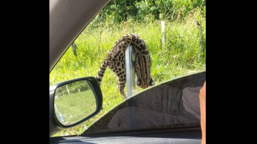 Localizan sobre un rótulo en Petén a un tigrillo asesinado