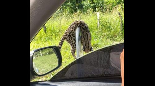 Conap no pudo rescatar cuerpo de tigrillo que balearon en Petén