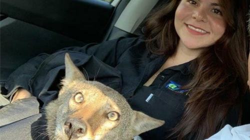 Chica rescata a un perro herido que result&oacute; ser un coyote salvaje