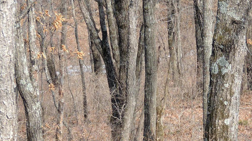 Encuentra al leopardo ruso que se esconde en la imagen