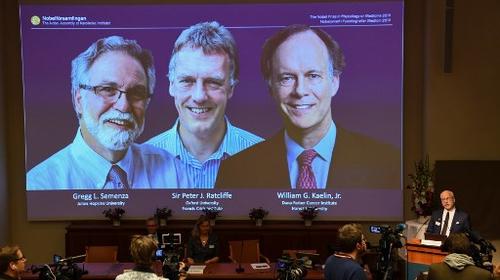 La respiraci&oacute;n de las c&eacute;lulas mereci&oacute; el Premio Nobel de Medicina