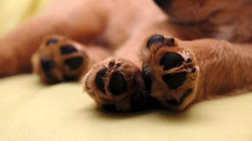 Nori, el perro con rostro humano que impacta en redes