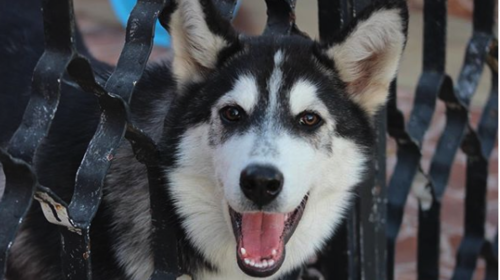 Mujer encuentra a su husky &iquest;trapeando?