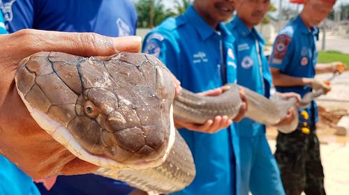 Así capturan a una cobra de más de cuatro metros 