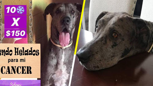 Perrito "vende" helados en redes para pagar costos de su cáncer