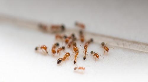 Con este m&eacute;todo desaparecer&aacute;n las hormigas de tu hogar