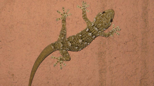 Los geckos que viven en tu casa son peligrosos &iquest;Verdad o mito?