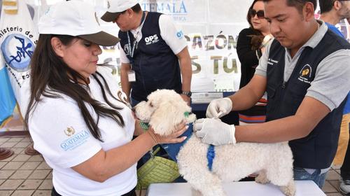 Jornada de vacunación gratuita para perros y gatos en noviembre 