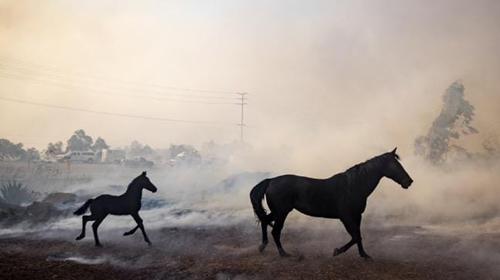 Caballo ingresa al &aacute;rea en llamas para salvar a su potrillo