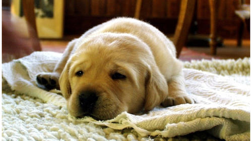 As&iacute; de f&aacute;cil puedes eliminar el "olor a perro" de tu alfombra