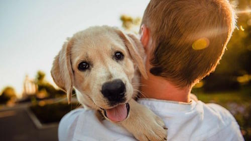 Perrita ve a su amo despu&eacute;s de ocho meses y su emoci&oacute;n impresiona