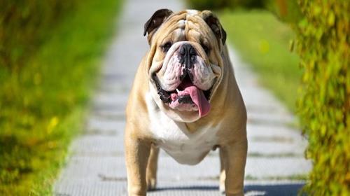 Joven le dice "feo" a su perro y la reacci&oacute;n del can se viraliza