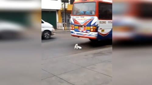Gato suicida se salva 'por un pelito' de ser arrollado por un bus