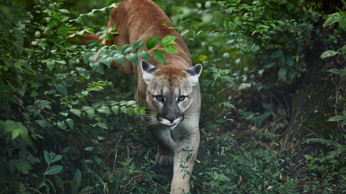 Buscan al grupo de cazadores que mutila animales en Pet&eacute;n