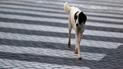 Perro da lecci&oacute;n a humano de c&oacute;mo cruzar la calle con seguridad