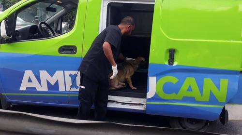 PMT de Mixco paraliza el tr&aacute;fico para salvar a perro atropellado