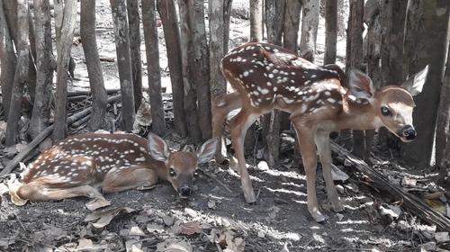 Dos venados de cola blanca nacen en centro ambiental de la Usac