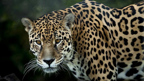 Captan el paseo solitario de un jaguar en la selva de Petén 