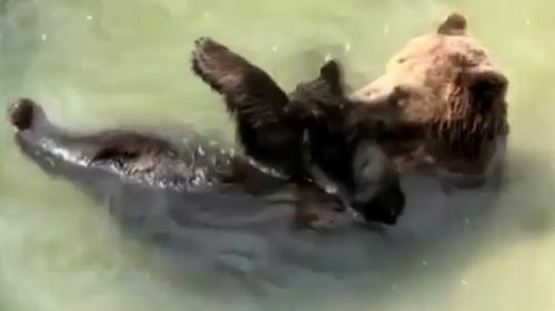 El tierno chapuzón de mamá oso y su osezno en el zoo La Aurora