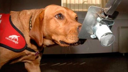 Entrenarán perros para detectar a pacientes con coronavirus