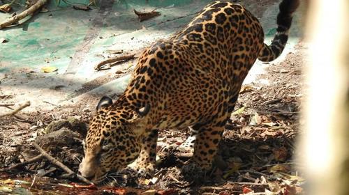 Los jaguares y otros animales en Tikal que mencionó Giammattei