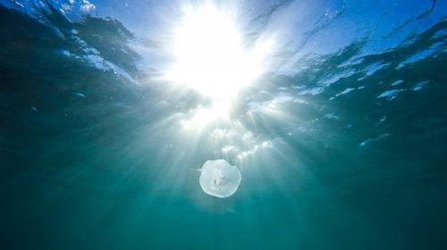 Medusas se pasean por el agua cristalina del canal de Venecia 