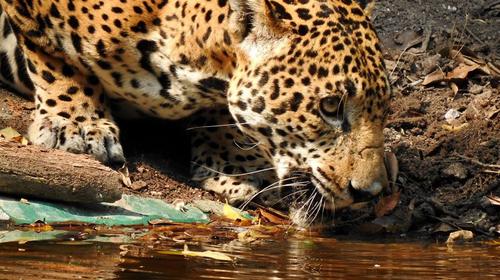 Los videos de los jaguares que pasean por el Parque Tikal