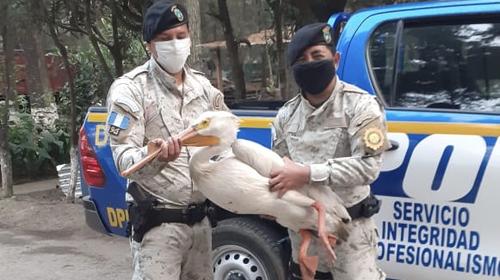 Rescatan a un pelícano desorientado en Chimaltenango