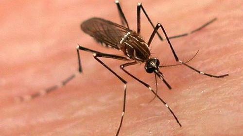 Reportan casi 2 mil casos de dengue en cuatro departamentos 