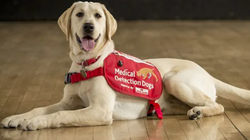 Los perros podrían ser aliados para detectar el coronavirus