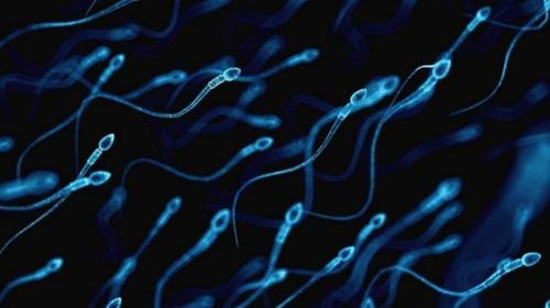 No, los espermatozoides no se desplazan moviendo la cola