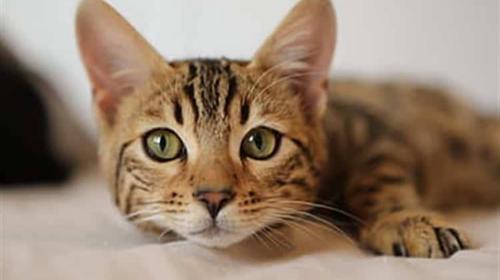 ¿Por qué tu gato parpadea lentamente cuando te ve?