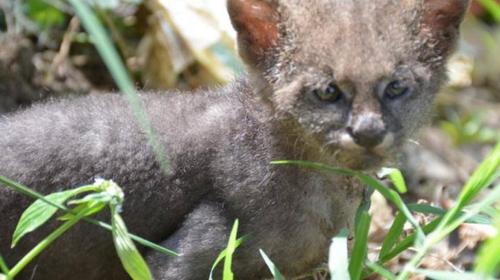 Aliment&oacute; en su casa a un puma al confundirlo con un gato