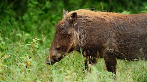 Hombre sin ropa persigue a jabal&iacute; que le rob&oacute; su laptop